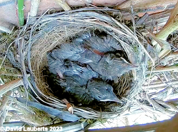 Blackbird Peeking over the edge 19th May 2023