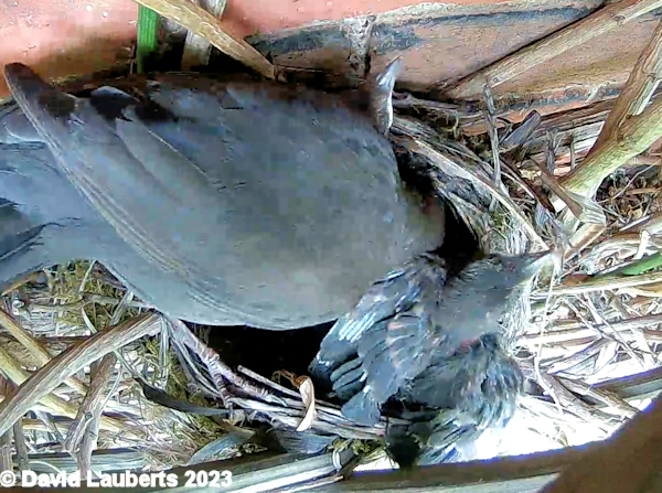 Blackbird Spreading its wings 19th May 2023