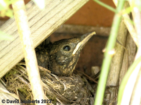 Blackbird I can see you 20th May 2023