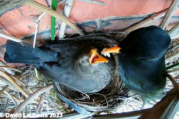 Blackbird I'll take it 29th April 2023