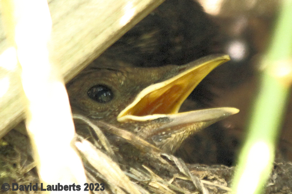 Blackbird Say ahhhhh! 21st May 2023