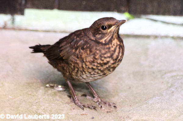 Blackbird Bo Blackbird 26th May 2023