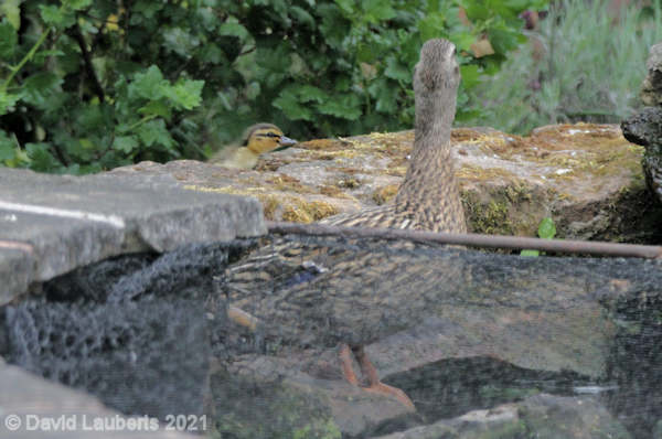 Mallard Duck First duck in 17th May 2020