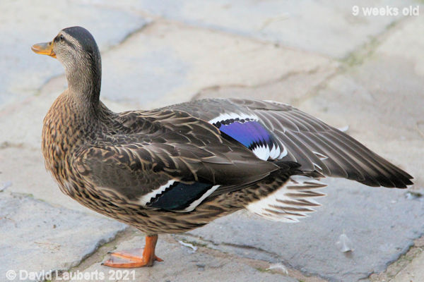 Mallard Duck Now the other side 6:17am 1st July 2021