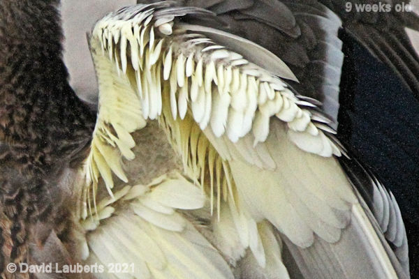 Mallard Duck Baby growing underwing coverts 6:33am 1st July 2021