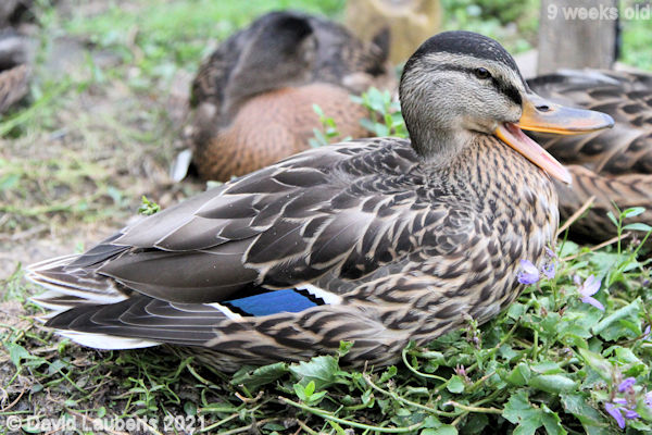 Mallard Duck Talk to me 8:26am 1st July 2021