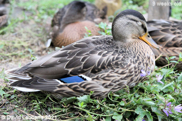 Mallard Duck OK you said enough 8:26am 1st July 2021