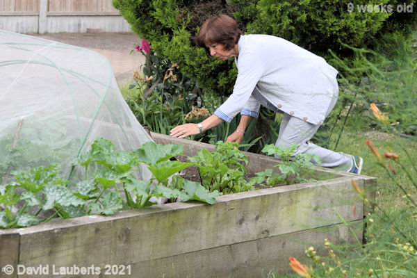Mallard Duck 'Don't go under the net!' 9:20am 1st July 2021