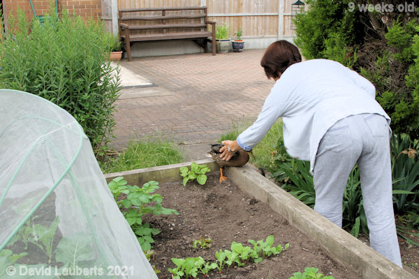 Mallard Duck Well 'I said you can't go there!' 9:20am 1st July 2021