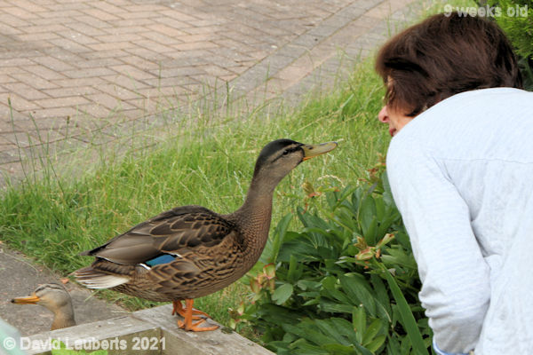 Mallard Duck 'Can we discuss this like adults?' 9:21am 1st July 2021