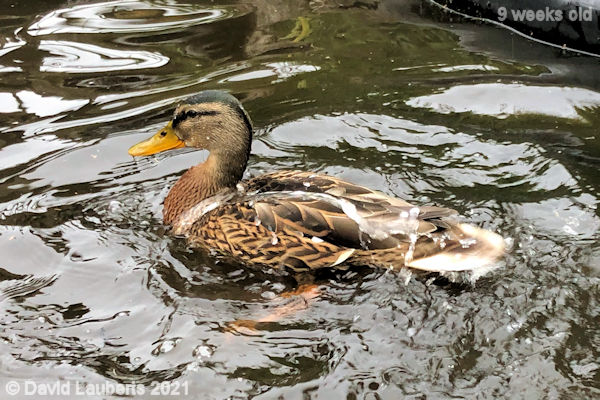Mallard Duck Swimming on my own 6:27am 2nd July 2021