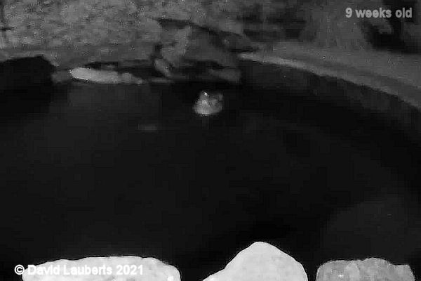 Mallard Duck Lonesome Baby on the pond 10:27pm 2nd July 2021
