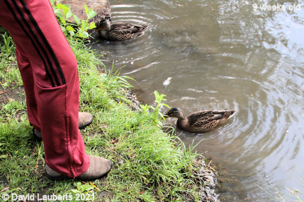 Mallard Duck 'We'll come and see you soon' 6:25pm 3rd July 2021