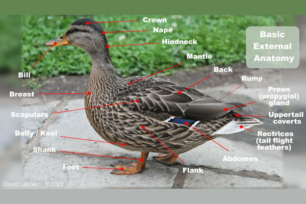 Mallard Duck External Anatomy - Main Body