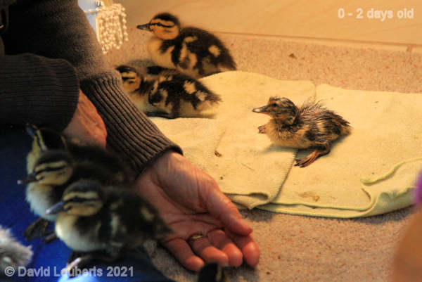 Mallard Duck Another team member 1:12pm 26th April 2021