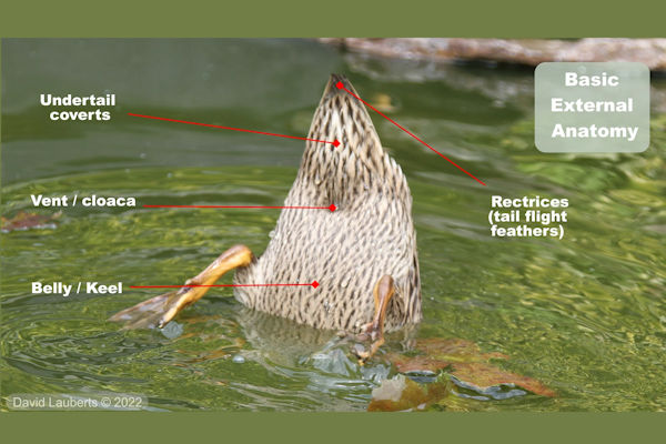 Mallard Duck External Anatomy - Underside