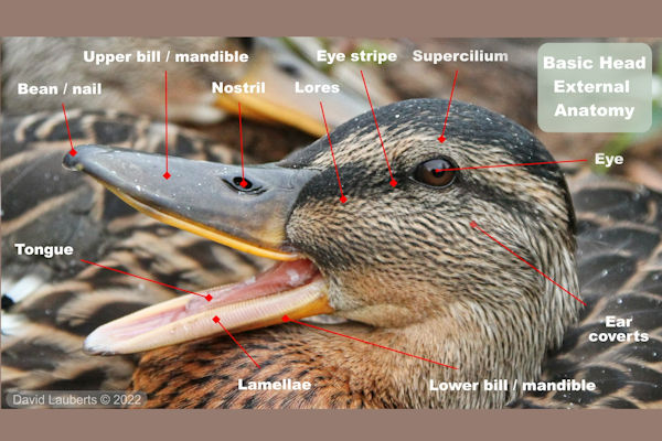 Mallard Duck External Anatomy - Head