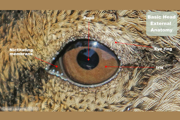 Mallard Duck External Anatomy - Eye
