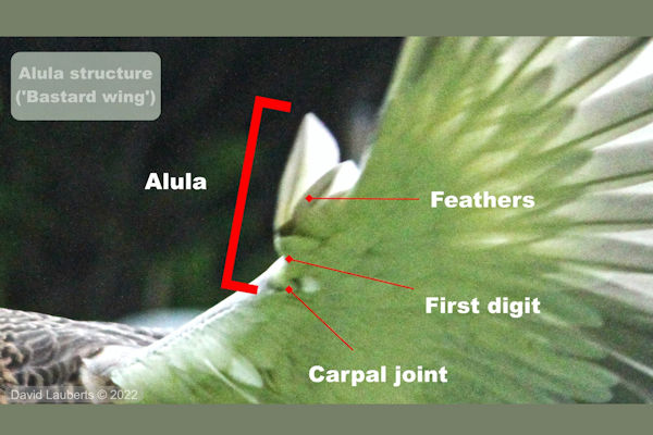 Mallard Duck External Anatomy - Aula structure