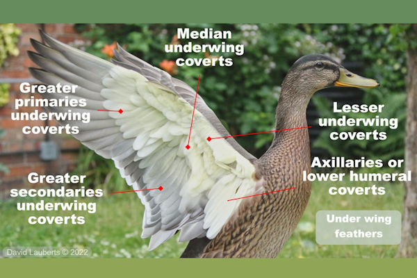 Mallard Duck External Anatomy - Underwing