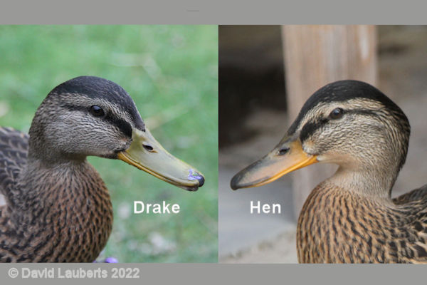 Mallard Duck Male (Drake) and Female (Hen) bill colour - adolescents