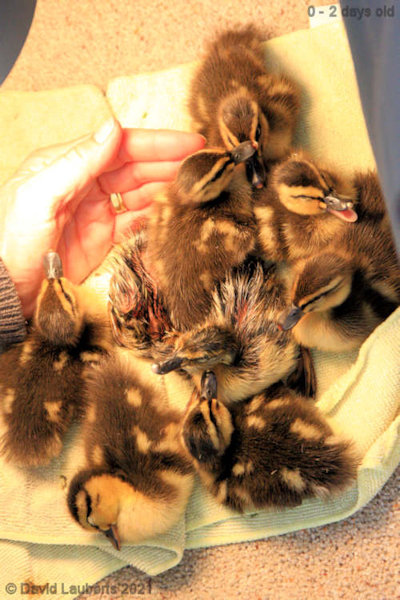 Mallard Duck Here's looking at you kid 1:34pm 26th April 2021