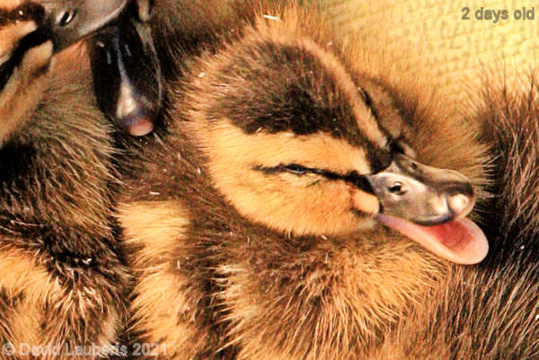 Mallard Duck Bit of a yawn 1:18pm 26th April 2021