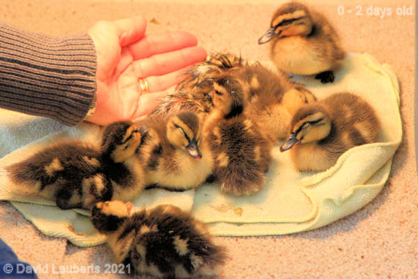 Mallard Duck And we are upto 10! 1:18pm 26th April 2021