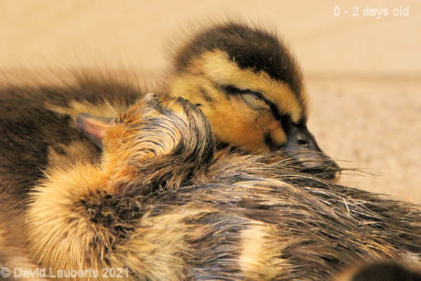 Mallard Duck Another one enters the world 10:36am 26th April 2021