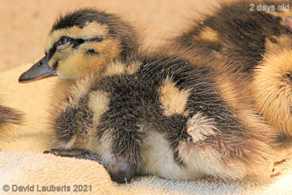 Mallard Duck Who ruffled my feathers? 1:34pm 26th April 2021