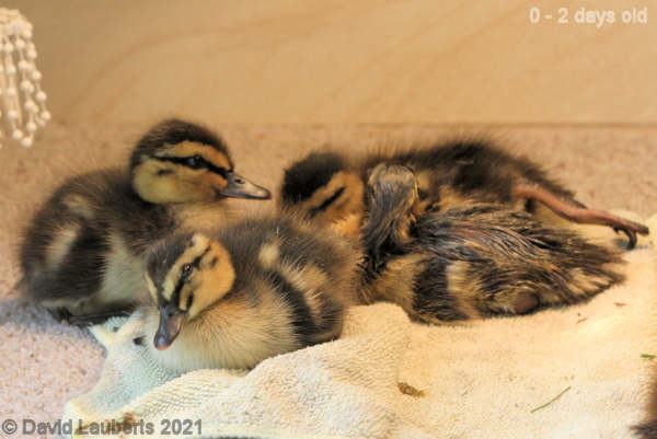 Mallard Duck Just stretching 1:35pm 26th April 2021