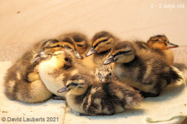 Mallard Duck With my friends 6:19pm 26th April 2021