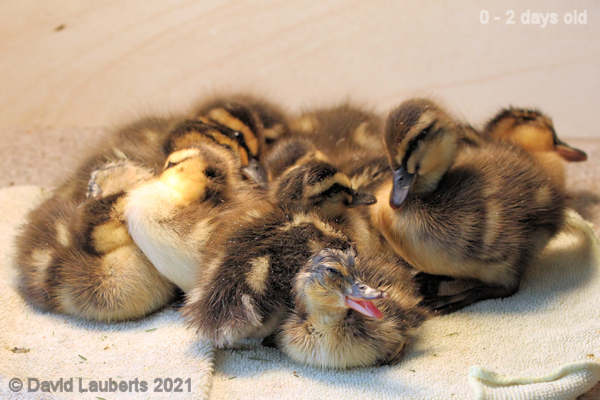 Mallard Duck Your squashing me! 6:19pm 26th April 2021