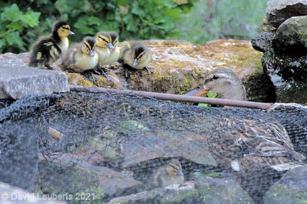 Mallard Duck Down the other side 17th May 2020