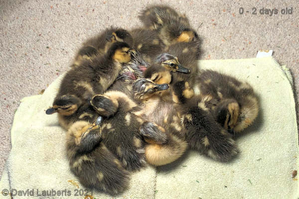 Mallard Duck 13 snuggle down for the first time 8:06pm 26th April 2021