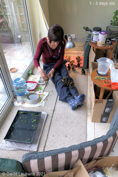 Mallard Duck Lunchtime 12:46pm 27th April 2021