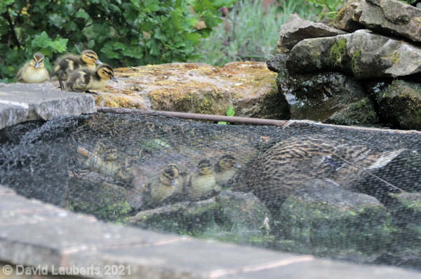 Mallard Duck Getting ready to swim 17th May 2020
