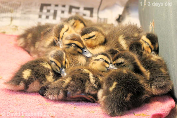 Mallard Duck Sleeping like babies 6:31pm 27th April 2021