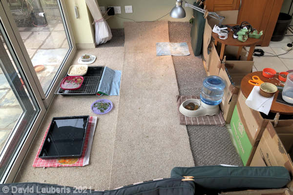 Mallard Duck Morning in the larger run 11:40am 28th April 2021