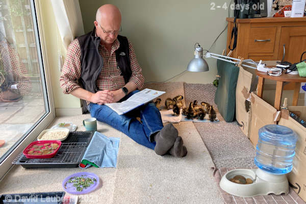 Mallard Duck Coffee break after a morning out 11:52am 28th April 2021