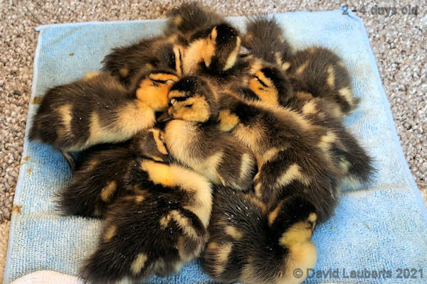 Mallard Duck Afternoon siesta 12:20pm 28th April 2021