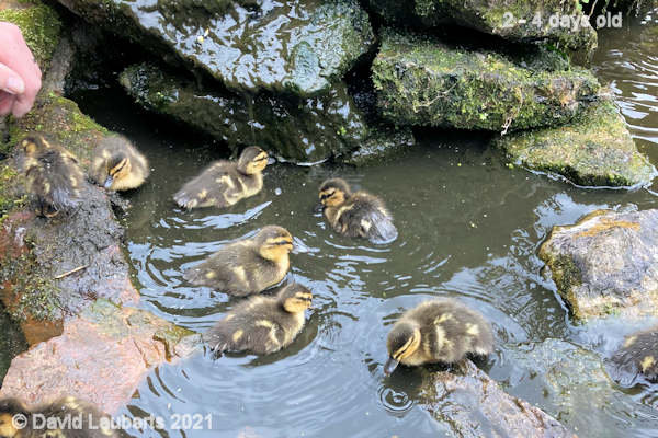 Mallard Duck The shallow end of the pond 2:27pm 28th April 2021