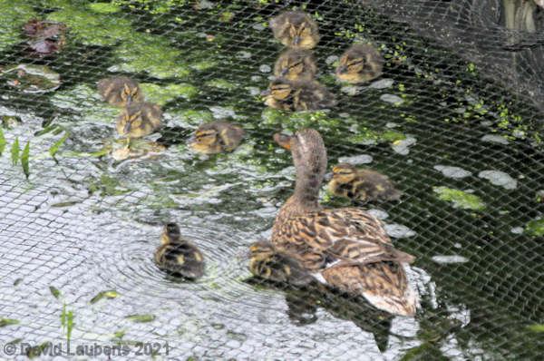 Mallard Duck Swimming under the net 17th May 2020