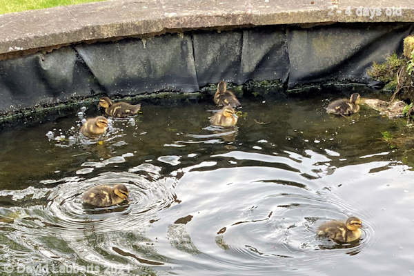 Mallard Duck Exploring the deep end of the pond 2:28pm 28th April 2021