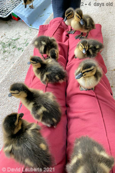 Mallard Duck Lining up like soldiers 3:32pm 28th April 2021