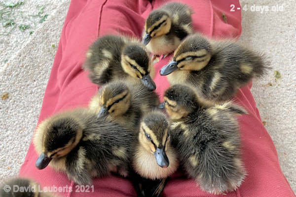 Mallard Duck Lets snuggle down 3:39pm 28th April 2021