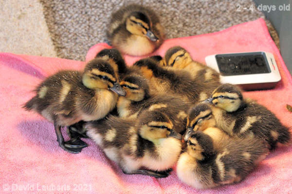 Mallard Duck Getting together 5:14pm 28th April 2021