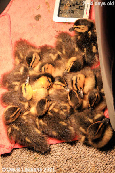 Mallard Duck It's been a hard day 11:09pm 28th April 2021