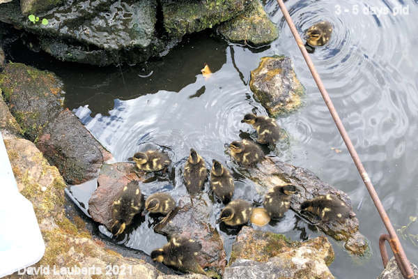 Mallard Duck Morning swim 10:30am 29th April 2021