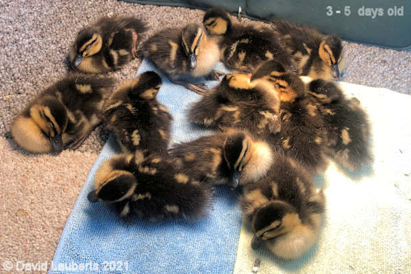 Mallard Duck All pooped out after a long day 4:30pm 29th April 2021